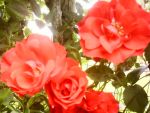 Nature et Paysages - Roses - Ajoute le 30/05/2007  23h16