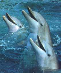 3 dauphins